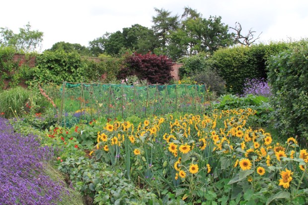 Fruit, vegetables and cutting flowers at Broughton Grange