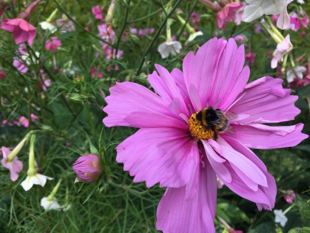 I could watch furry bumblebees all day!