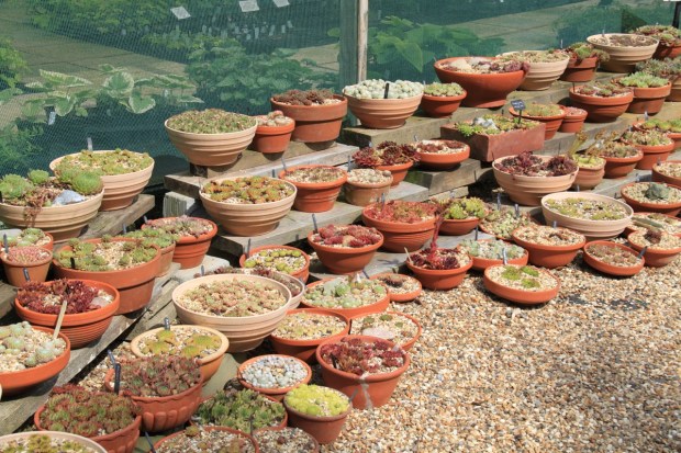 Succulents at Beth Chatto's garden