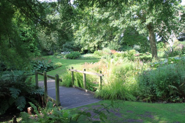 The funny knobbly knees of Taxodium distichum roots, in the bottom left