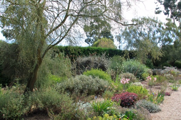 The pinks of Sedum, Gaura and Amaryllis provide soft colour in the Gravel Garden