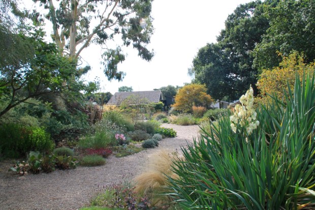 Yucca provides bold, architectural structure in the Gravel Garden at Beth Chatto's garden