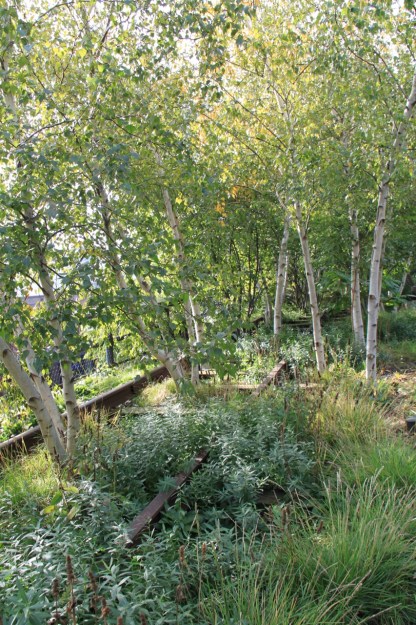 A grove of silver birch planted between the original rail tracks on the High Line