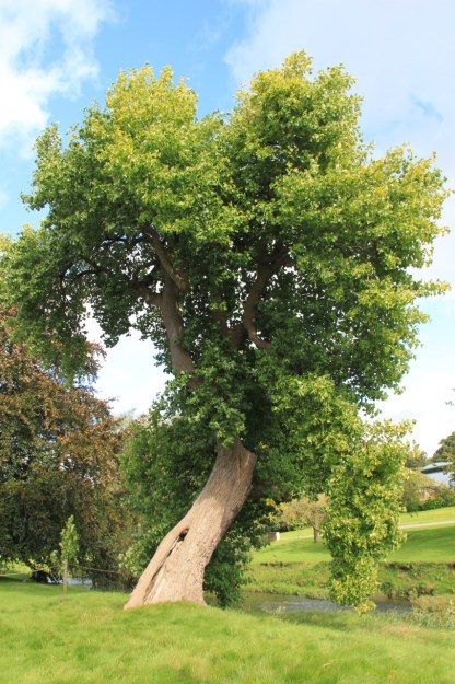 An old tree on the banks of the River Trent gives a feel on longevity to the recent restoration, which began in 2003