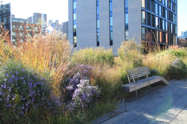 Asters and grasses provide a soft feel on the High Line