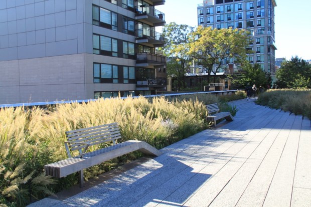 Calamagrostis brachytricha catches the soft autumn sun on the High Line