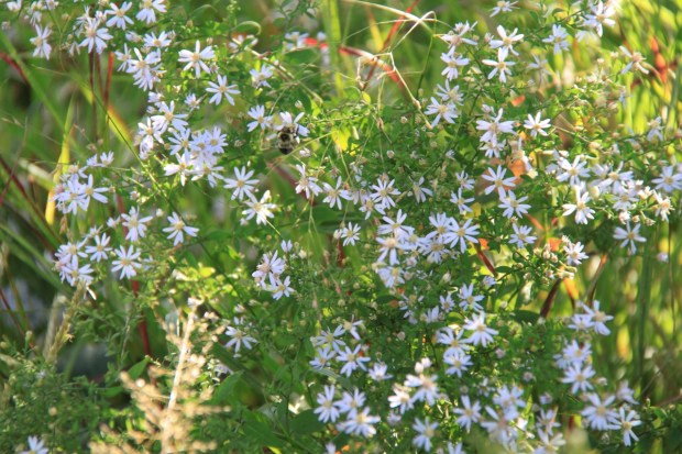 Chelsea Grasslands, the High Line