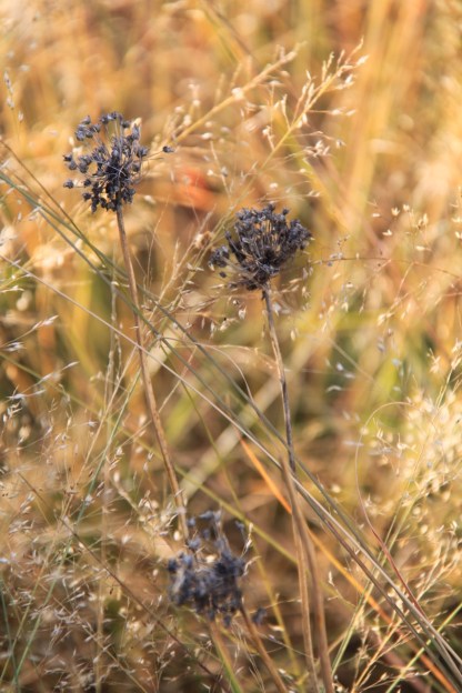 Chelsea Grasslands, the High Line