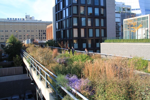 Every roof terrace in sight had its own plantings near the High Line