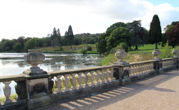 Many happy swans swim in front of the dandelion sculptures at Trentham Gardens