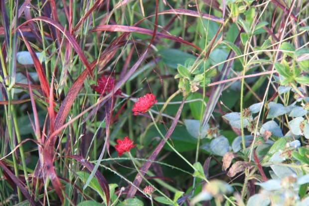Meadow Walk, the High Line