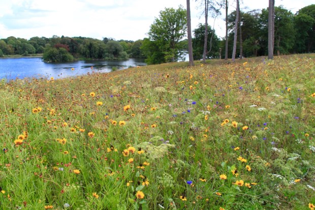 Nigel Dunnett-designed meadow planting at the edge of Lake Trentham