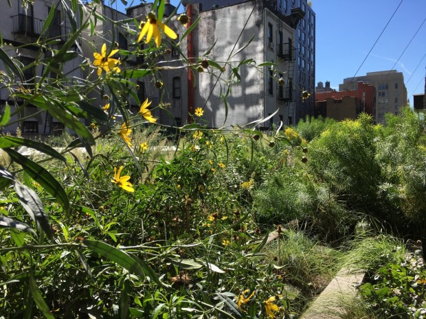 Parts of the High Line were still so green, even in mid October