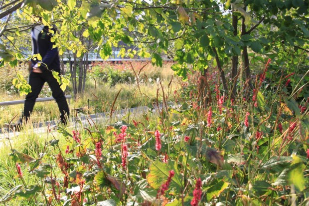 Persicaria adding an element of colour on the High Line