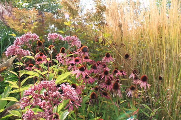 Piet Oudolf's Floral Labyrinth in the afternoon sun
