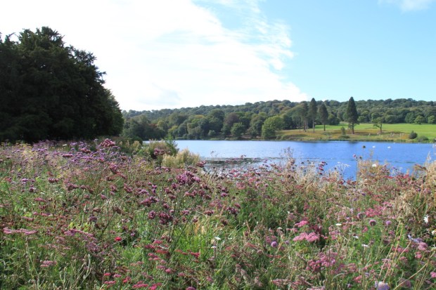 Pink and purple meadow scheme at the edge of Trentham's Capability Brown lake