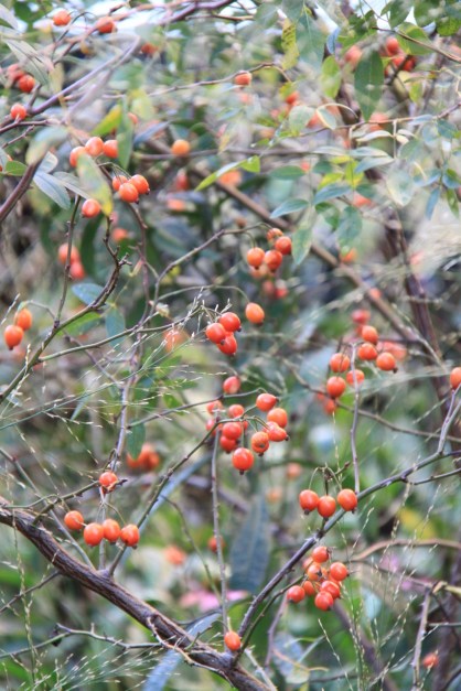 Rose hips near 10th Avenue Square, the High Line