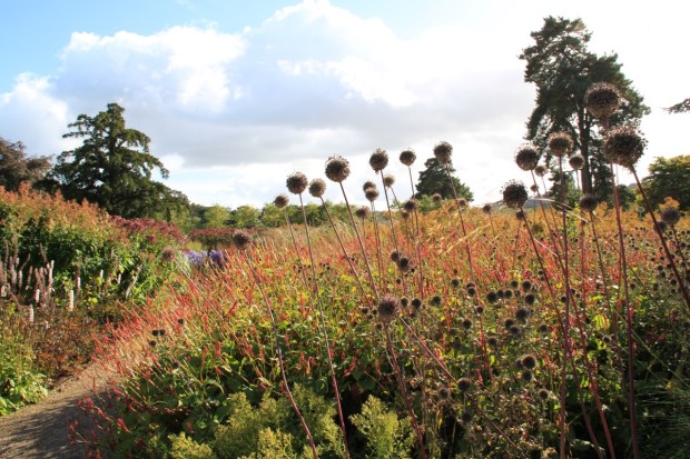 Silhouettes of Allium portray Piet Oudolf's love of year round interest