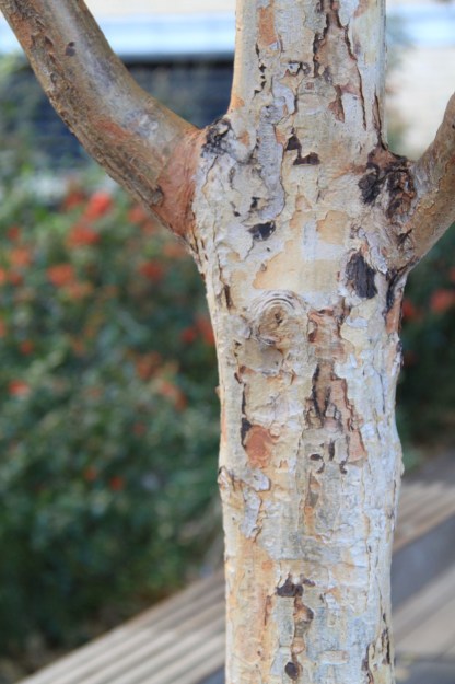 Tenth Avenue Square, the High Line