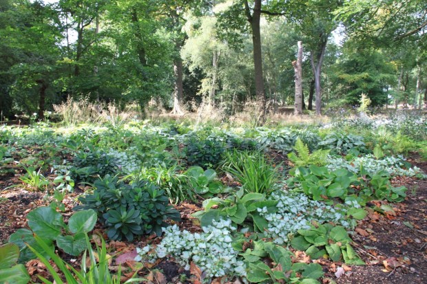 The walk around the lake is some 2.3miles long, traversing through quiet wild wooded areas, enhanced by subtle planting