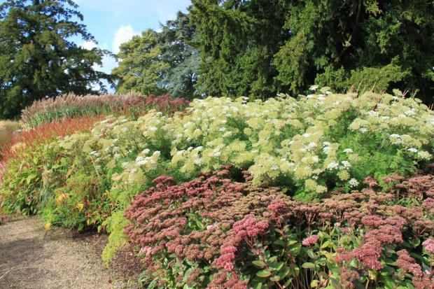 The white Selinum tenuifolium, whilst from the Himalayas, takes me back to country roads edged with cow parsley