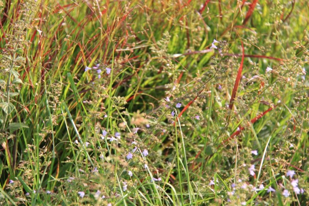 Washington Grasslands, the High Line