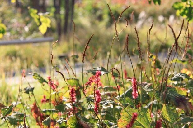 Washington Grasslands, the High Line