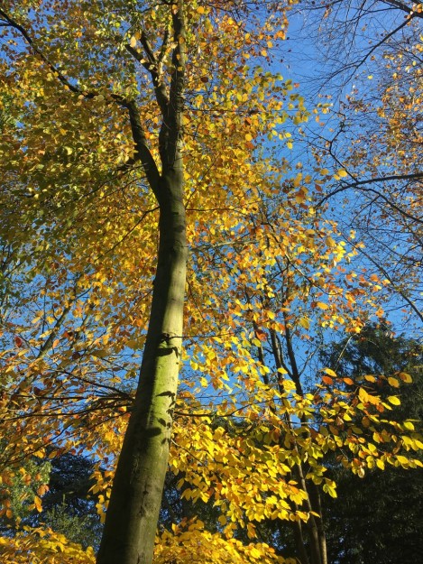 Beautiful autumn colours at Chiswick House and Gardens