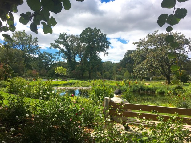 Brooklyn Botanic Garden's new Water Garden
