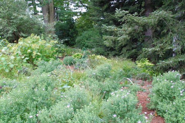 Chanticleer encourages you to walk anywhere you like; little pathways through naturalistic plantings were a real delight
