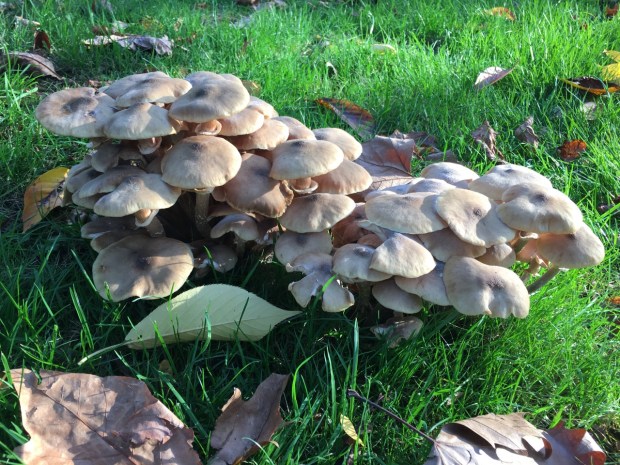 Fungus in the low autumn light