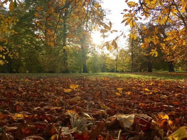Horse chestnuts in Hyde Park