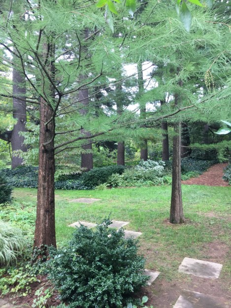 I don't profess to know what all the trees are, but they don't half give this garden an American feel