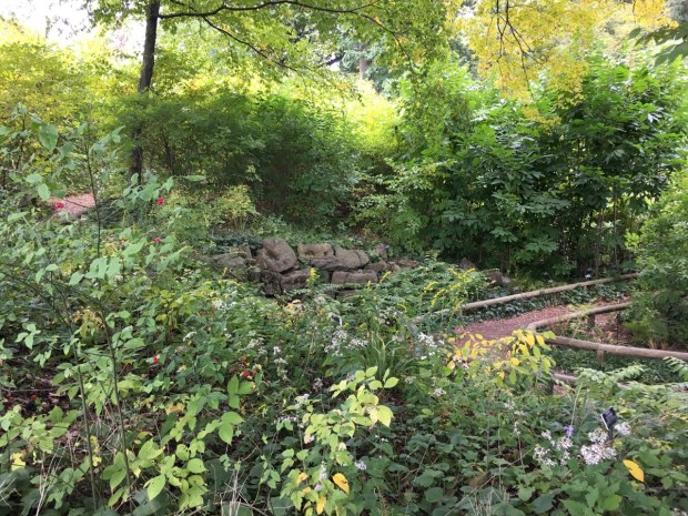 Limestone ledge at the Native Flora Garden, Brooklyn Botanic Garden
