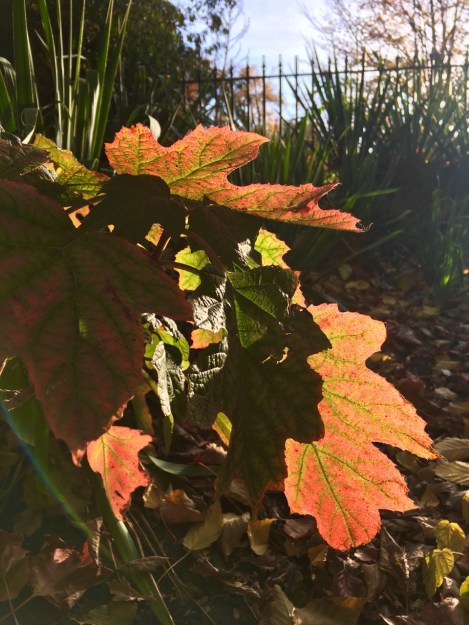 Low light hits this Hydrangea quercifolia