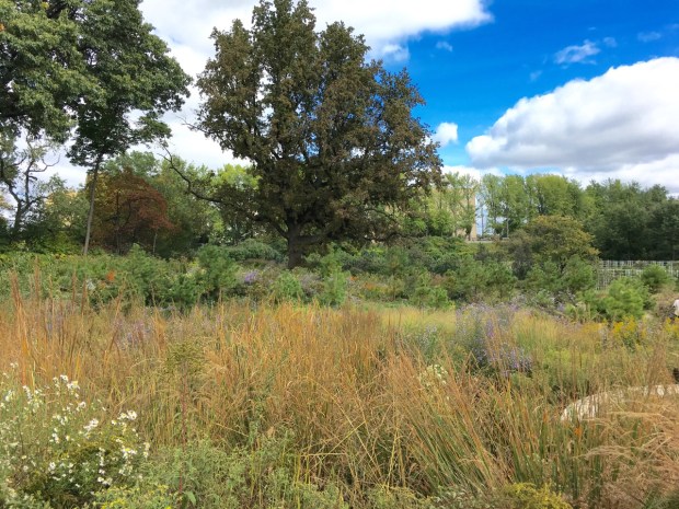 Meadow in the foreground and pine barrens behind at the Native Flora Garden