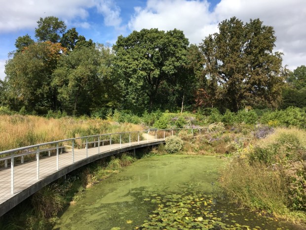 Meadow meets pine barrens meets pond at Brooklyn Botanic Garden