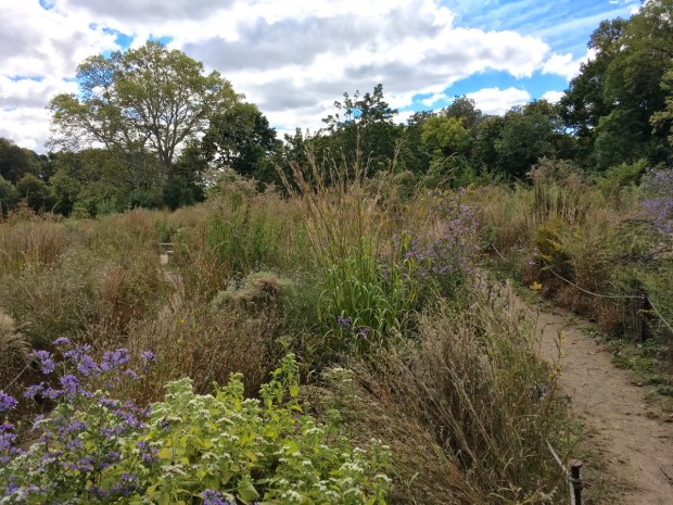 Narrow pathways in the meadow enable you to connect with the plantings