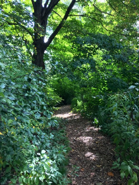 Native Flora Garden at Brooklyn Botanic Garden, New York