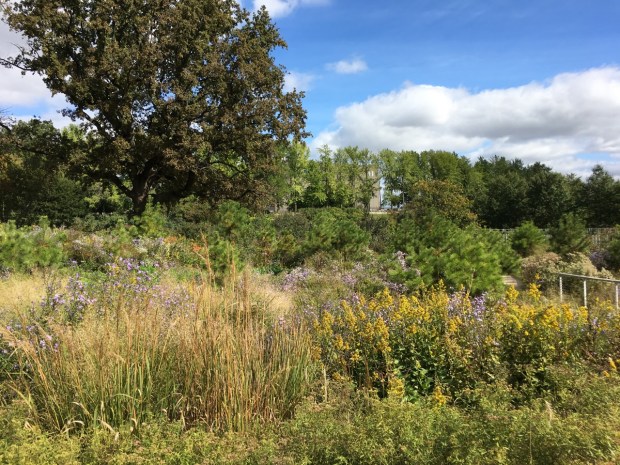 Naturalistic planting at Brooklyn Botanic Garden