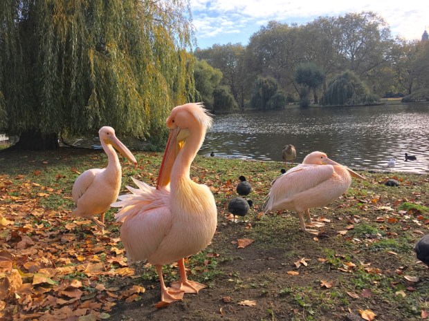 Pelicans in St James's Park