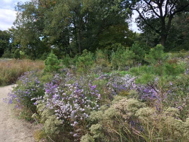 Pines and asters looks so wonderfully natural in New York