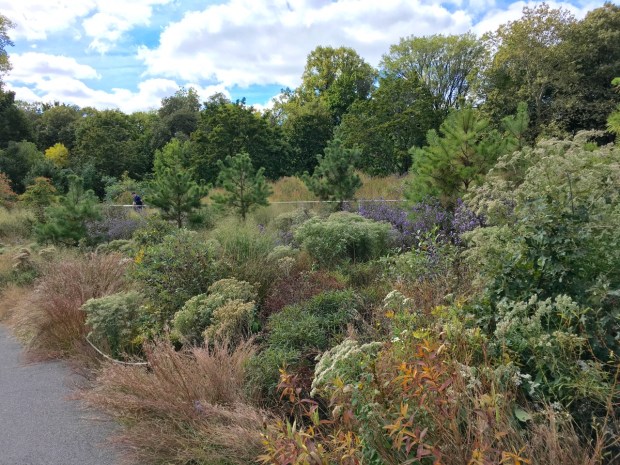 Pinus rigida at Brooklyn Botanic Garden, New York