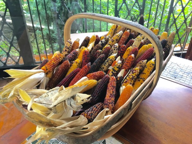 Popcorn grown at Chanticleer