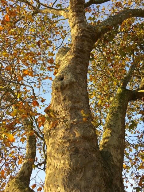 Stately London plane tree