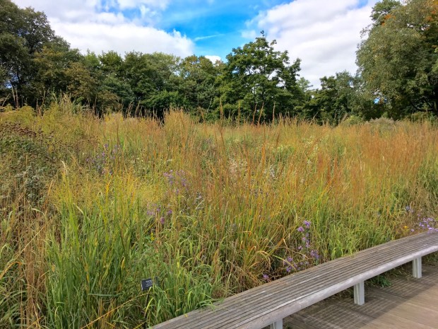 Such dense planting has immense depth at the Native Flora Garden