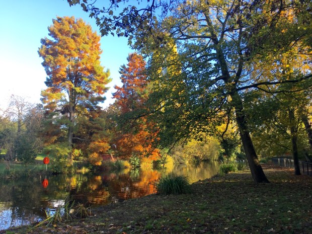 Taxodium distichum at Chiswick House and Gardens