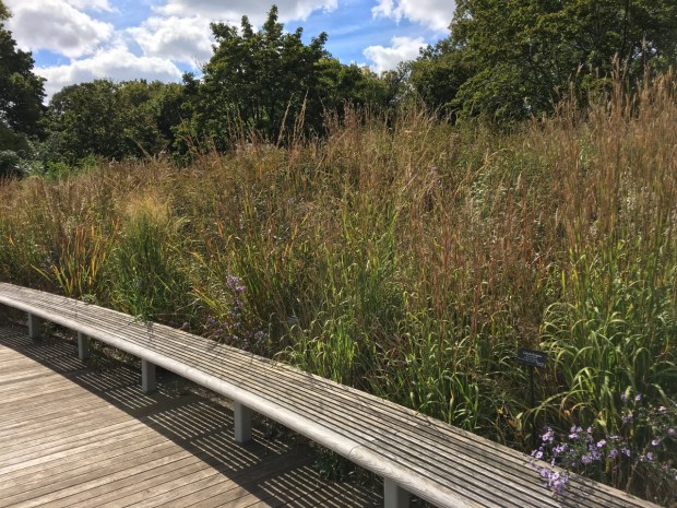 The bench invites to you to be consumed by the meadow in the Native Flora Garden