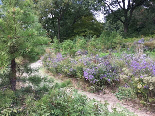 The native pine barrens at Brooklyn Botanic Garden