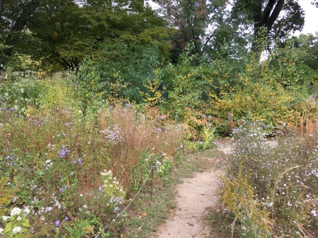 The new meadow at Brooklyn Botanic Garden